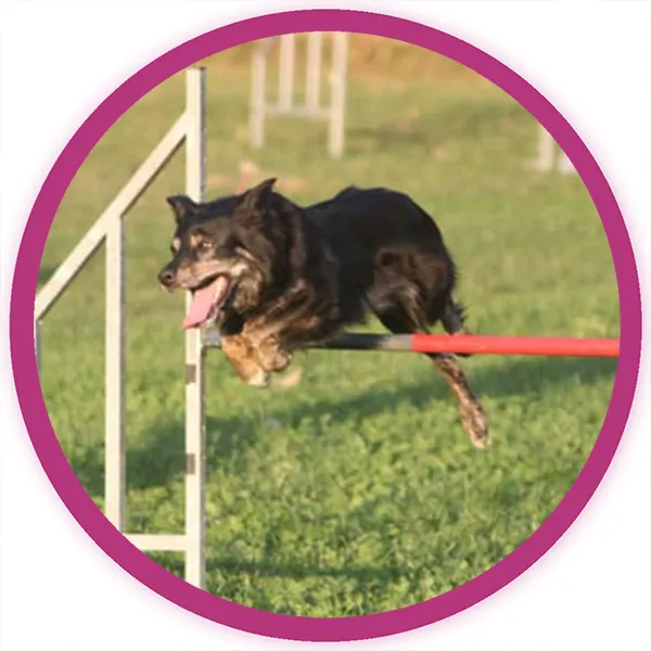 Agility Hundetraining bei der Hundeschule in Augsburg