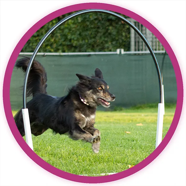 Hoopers Hundetraining bei der Hundeschule in Augsburg