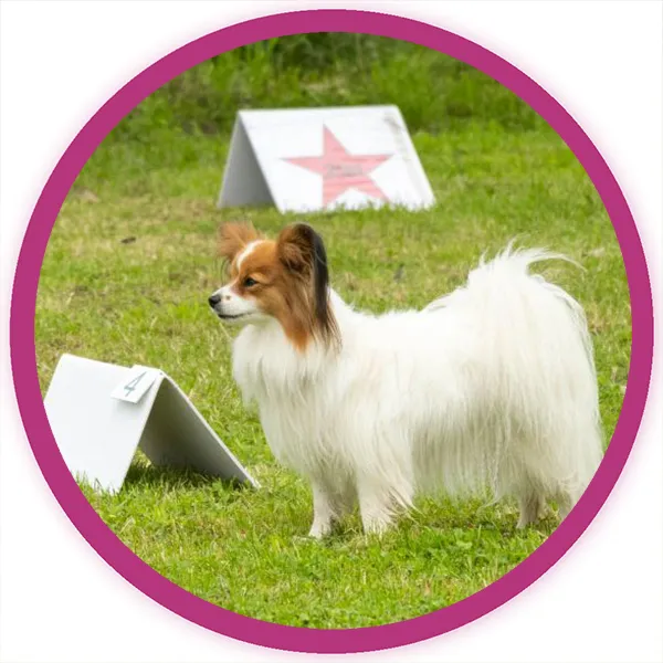 Sally Obedience Hundetraining bei der Hundeschule in Augsburg